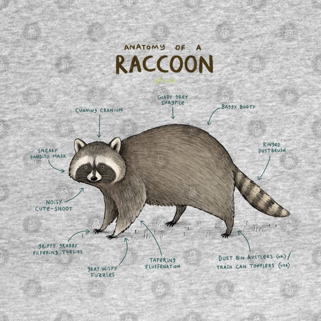 Anatomy of a Raccoon by Sophie Corrigan